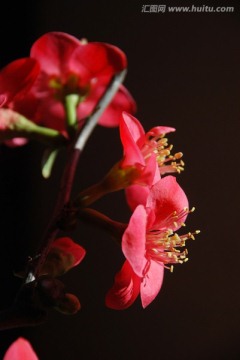梅 梅花 红梅 花卉 花朵