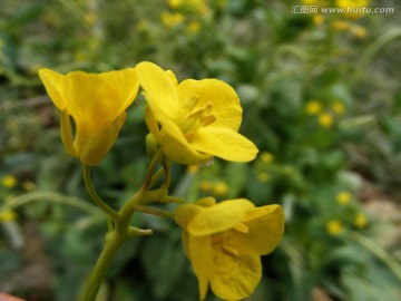 油菜花