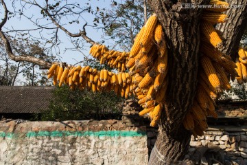 树上晾晒的玉米