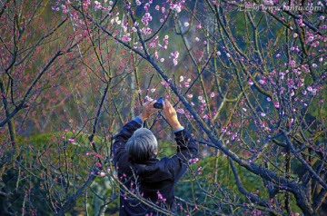 踏春赏梅