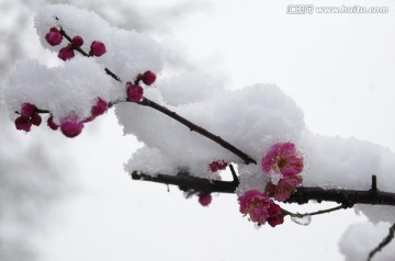 积雪红梅