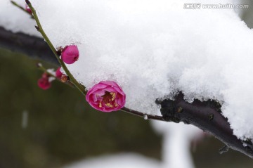 雪下红梅