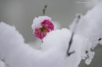 雪后梅花偷偷开