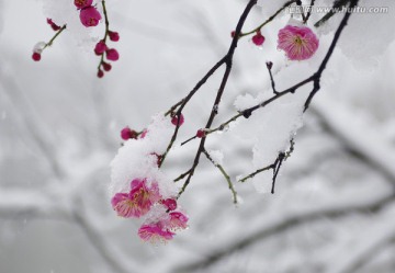 一剪寒梅傲立雪中