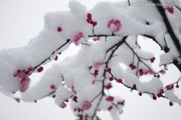 雪中一树红梅俏