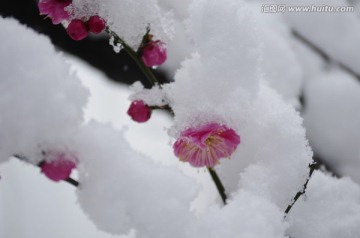 大雪梅枝俏