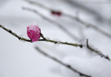 一剪寒梅傲立雪中