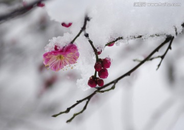 一剪寒梅傲立雪中