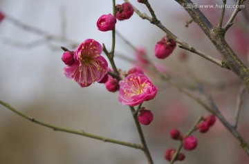 紅梅朵朵
