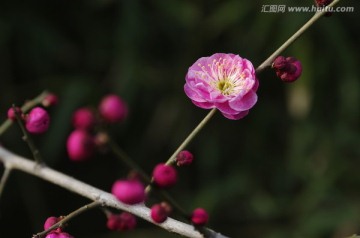 梅紅綠影