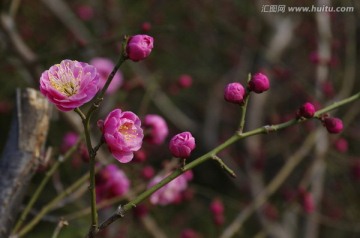 梅枝