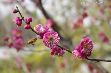 紅梅與蜜蜂