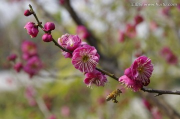 红梅与蜜蜂