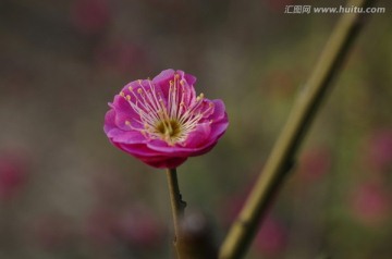 紅梅一朵