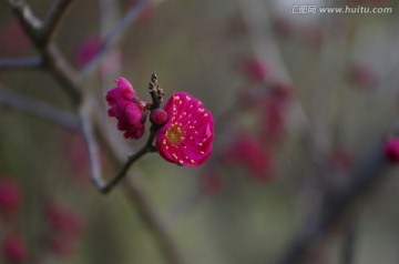 紅梅