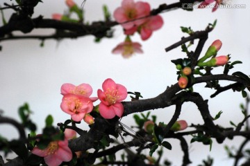 梅 梅花 花卉 花朵 花瓣