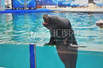 深圳海洋世界海狮表演