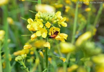 蜜蜂 油菜花