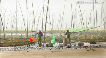 霞浦 滩涂 海带养殖 渔船