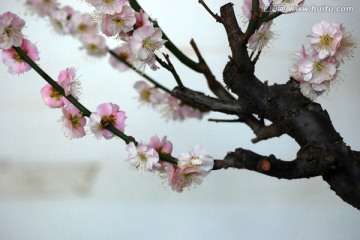 梅花 花卉 花朵 花瓣 花蕊