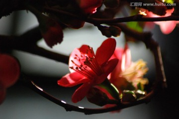 梅花 红梅 花卉 花朵 花瓣