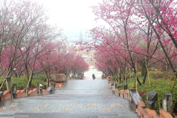 樱花园石阶路