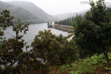 浙江 余姚 杨梅种植基地 乡村