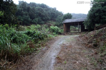 浙江 余姚 杨梅种植基地 乡村