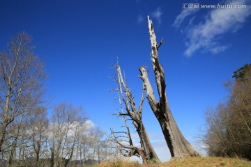 阿里山神木