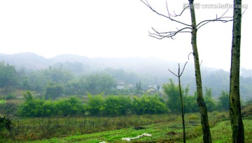 春雨纷纷