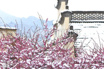 雪梅 梅花 红梅 白雪 寒梅