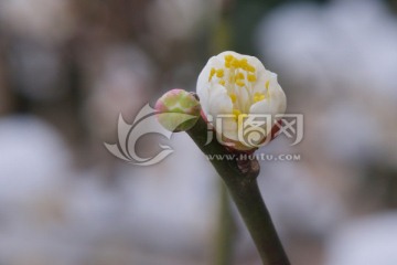 雪梅 梅花 梅 白雪 寒梅