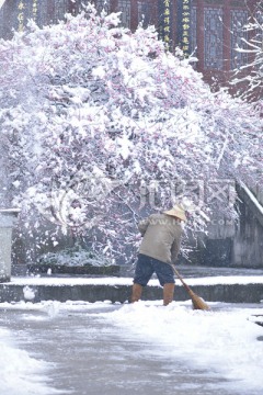 扫雪 雪梅 梅花