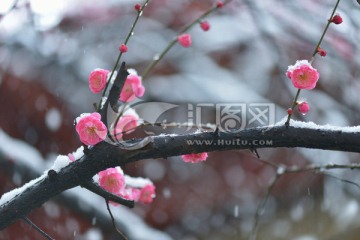 雪梅 梅花 红梅 白雪 寒梅