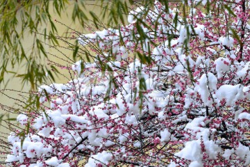 雪梅 梅花 红梅 白雪