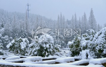 大雪 雪 雪村 雪树 白雪 田