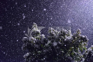 雪花 大雪 雪 雪树 白雪