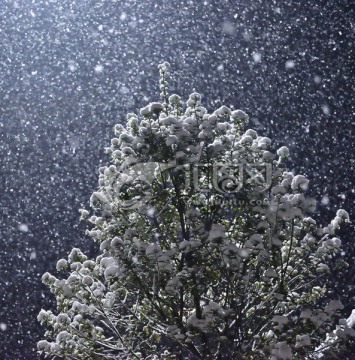 雪花 大雪 雪 雪树 白雪