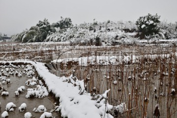 大雪 雪 雪村 雪树 白雪 田