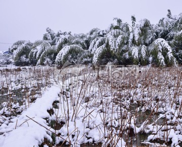 大雪 雪 雪村 雪树 白雪 田