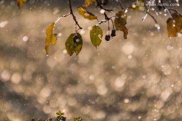 冻雨 雨滴 黄叶 枯叶
