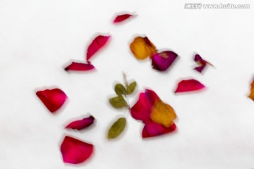 艺术创意摄影 凋谢的玫瑰花瓣