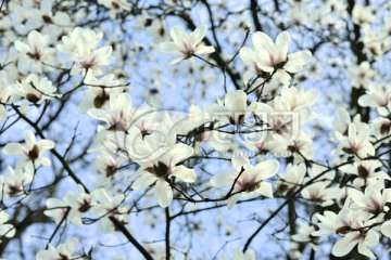 白玉兰 木兰 玉兰花 玉树 花