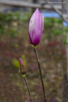 玉兰花