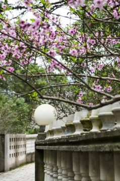 围栏 桃花