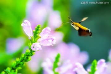 蝶恋花