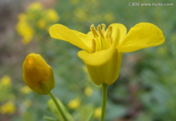 油菜花