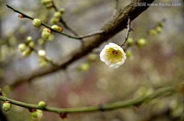 一朵白梅花蕊微距特写