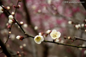 l两朵白色梅花