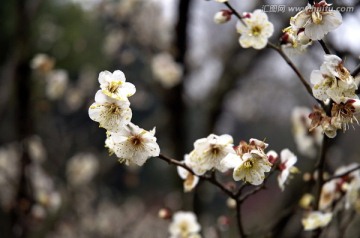 几多白色梅花